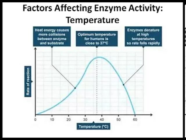 Lab temperature and Enzyme Action. Effect of temperature and PH on Enzyme activity Report. Effect of temperature to rate of Reaction. Catalase Enzyme Lab Potato. Effect o