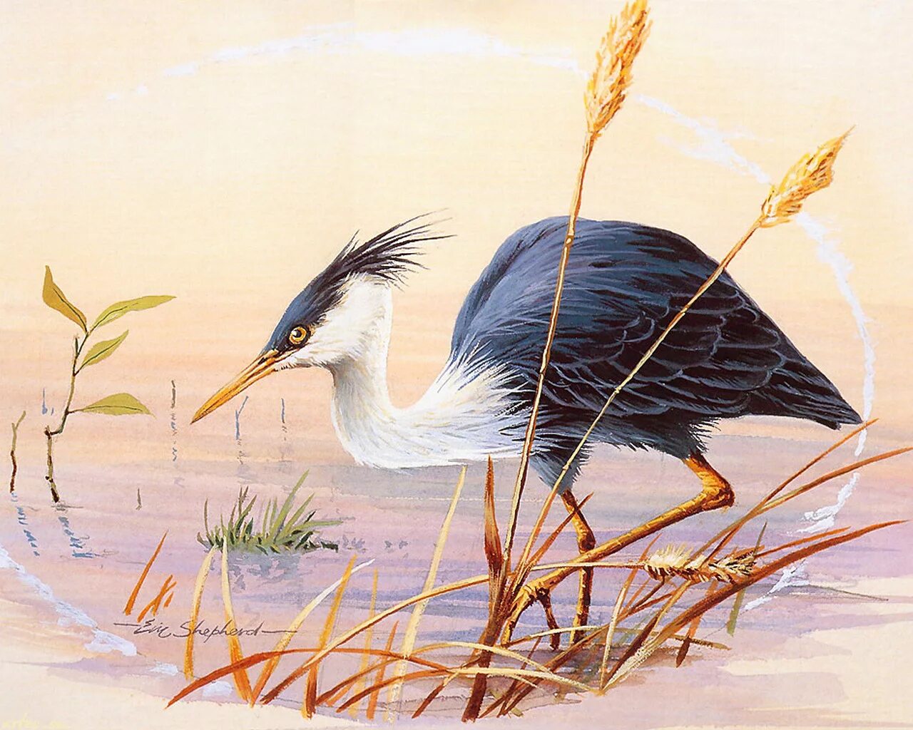 птица цапля раскраска. строение клюва цапли. раскраска. цапля раскраска. цапля рисунок карандашом.