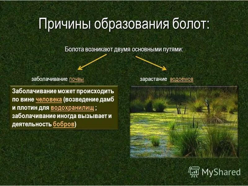 Что является основной причиной образования болот