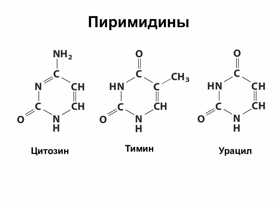 Тимин формула. Урацил Тимин цитозин формулы. Цитозин формула химическая. Пиримидиновые основания урацил Тимин цитозин. Производные пиримидина: урацил, цитозин, Тимин.