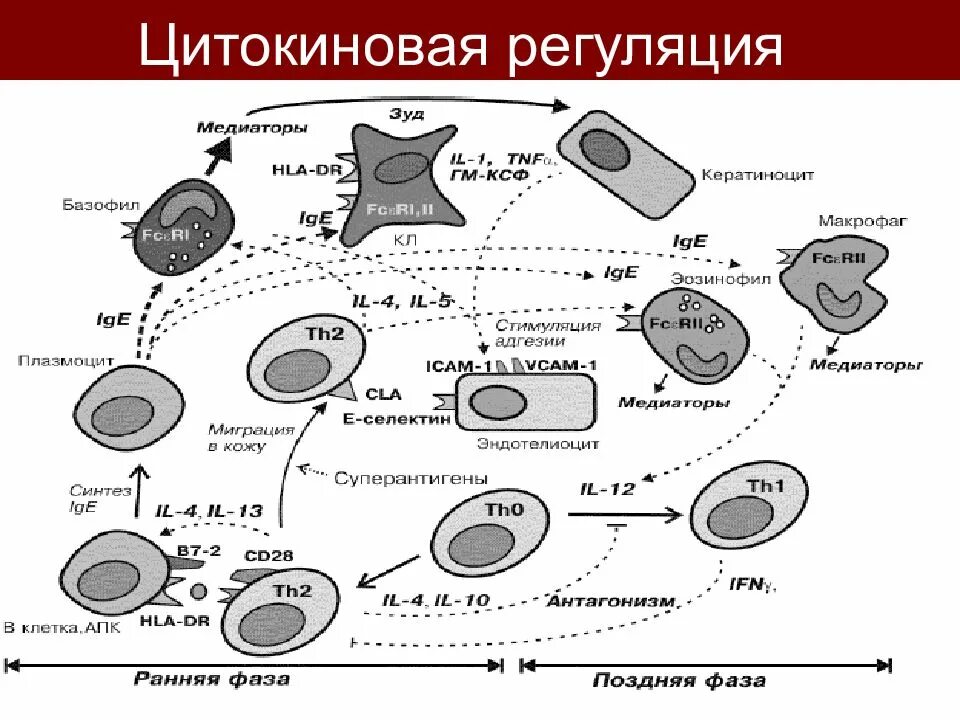 Коронавирус шторм. Цитокиновый шторм схема. Схема цитокиновой регуляции иммунного ответа. Цитокиновая регуляция иммунной. Цитокиновая регуляция иммунного ответа.