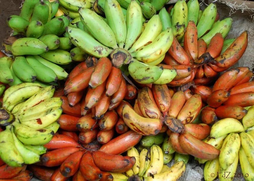 Коста Рика красные бананы. Банан красный Кавендиш. Банан красный Дакка. Красный банан Пальметум. Красные бананы купить