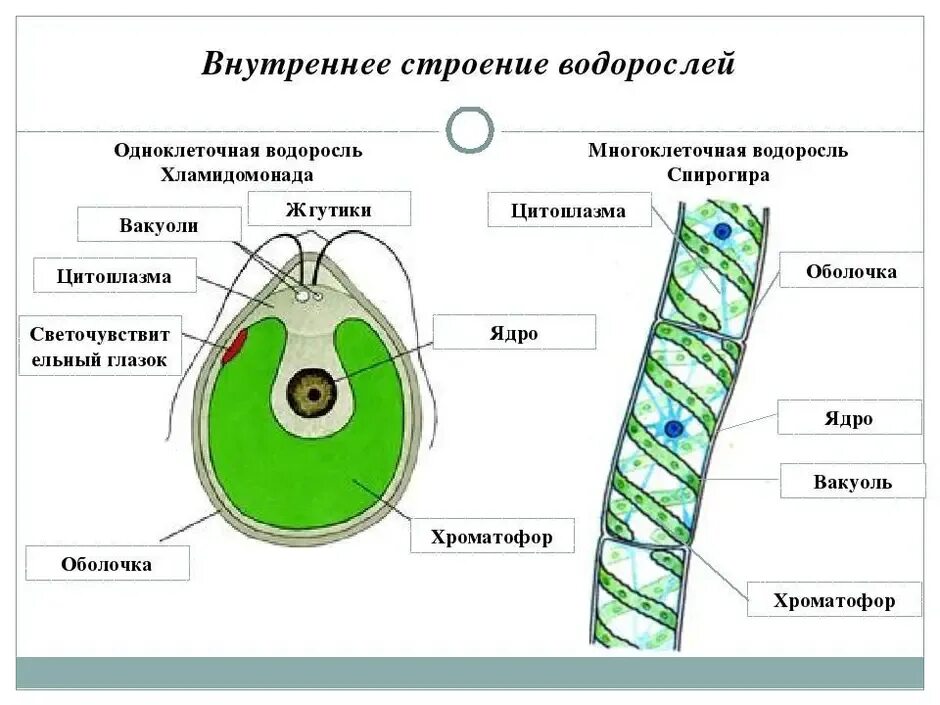 Органеллы водоросли. Водоросли строение водорослей хламидомонада. Водоросли строение многоклеточных зеленых водорослей. Многоклеточные водоросли строение клетки. Строение многоклеточных зеленых водорослей.