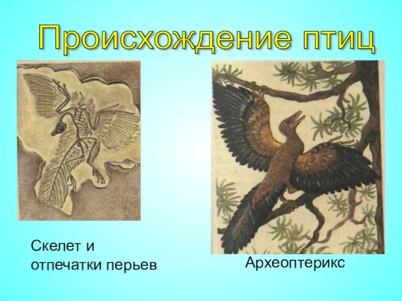 Археоптерикс Эволюция птиц. Древние птицы происхождение. Происхождение птиц от археоптерикса. Древние птицы Археоптерикс.