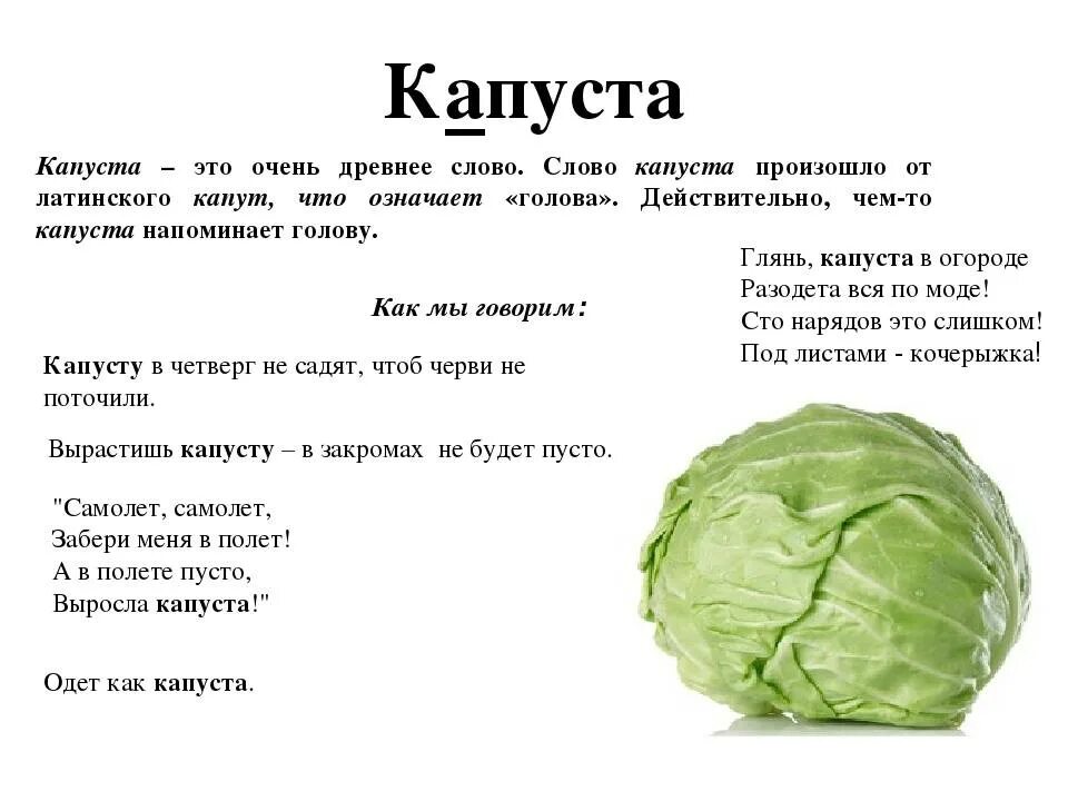 Капуста. Загадка про капусту. Стих про капусту для детей. Капуста для дошкольников.