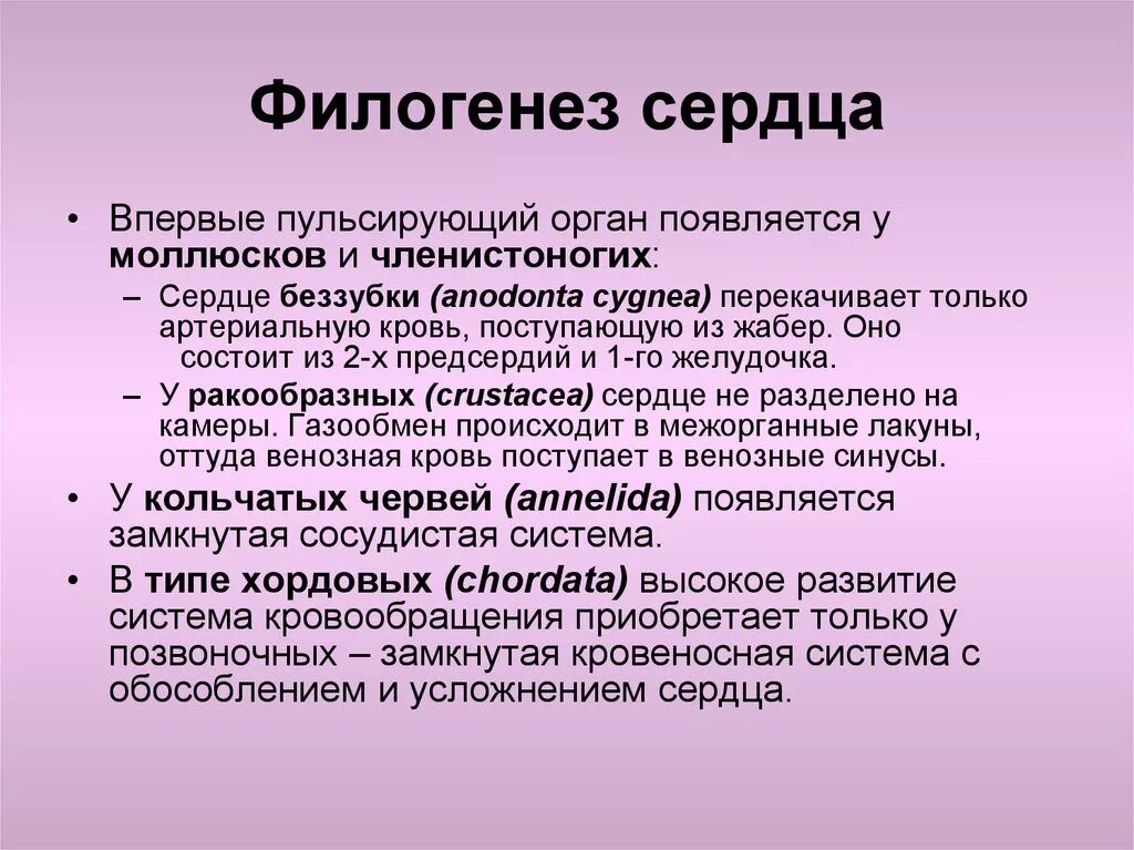 Филогенез сердца. Филогенез системы кровообращения. Филогенез сердца человека. Развитие сердца в филогенезе.