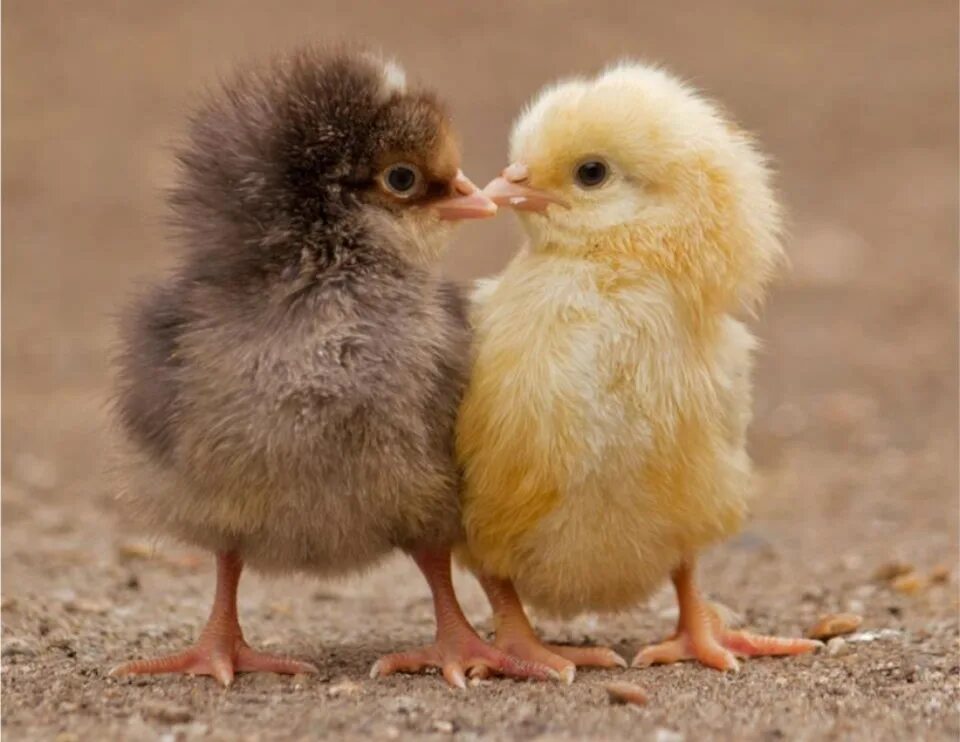 Маленькие цыпы. Смешной цыпленок. Милые цыплята. Милые птенцы. Милые Цепята.