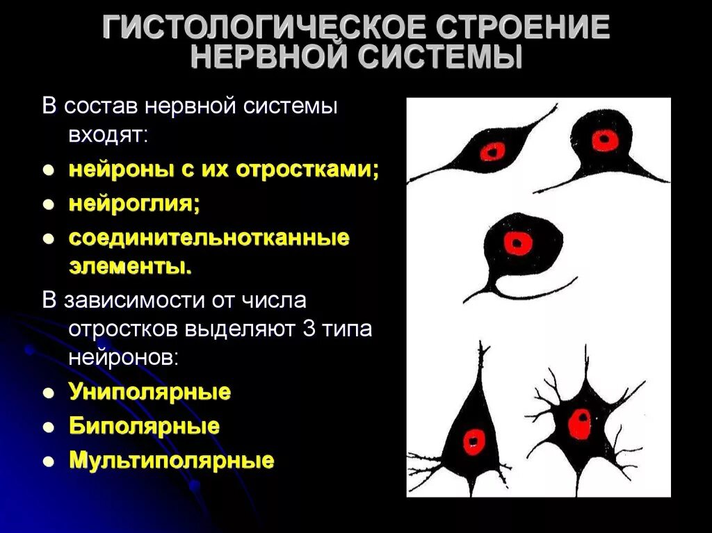 Нервная система гистология. Гистологическое строение нервной системы. нервная система гистология строение. нервная система гистология лекция.