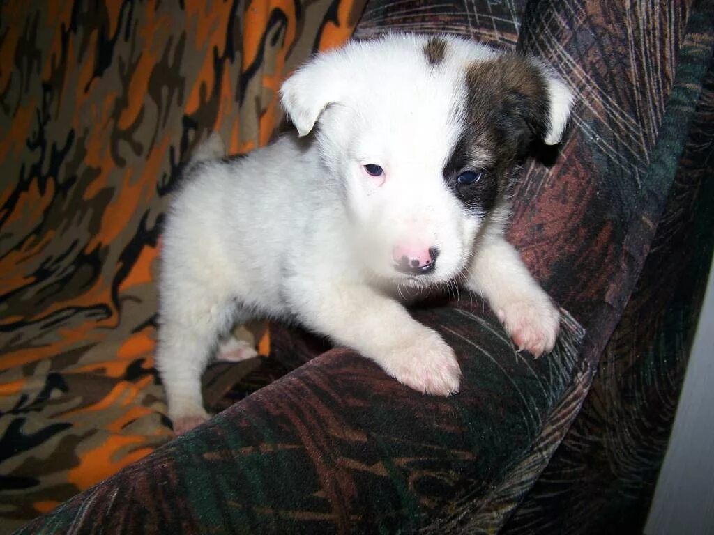 авито пятигорск животные