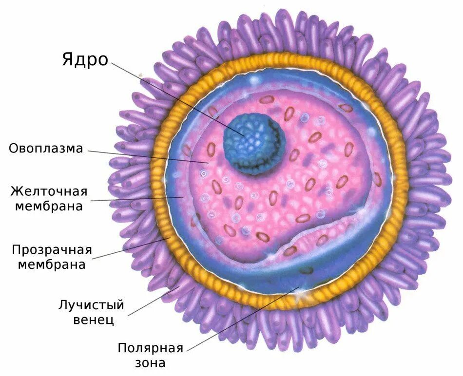 В результате чего образуется яйцеклетка