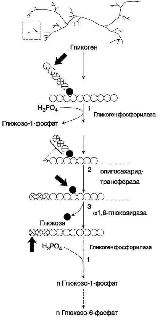 Распад гликогена. Распад гликогена биохимия схема. Схема гликогенолиза биохимия. Схема реакций расщепления гликогена. Гликогенолиз биохимия схема.