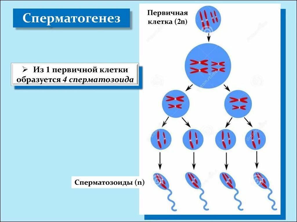 Из каких клеток образуются сперматогонии. Первичные клетки. Сперматогенез. Клетки сперматогенеза. Сперматогенез круглые клетки.