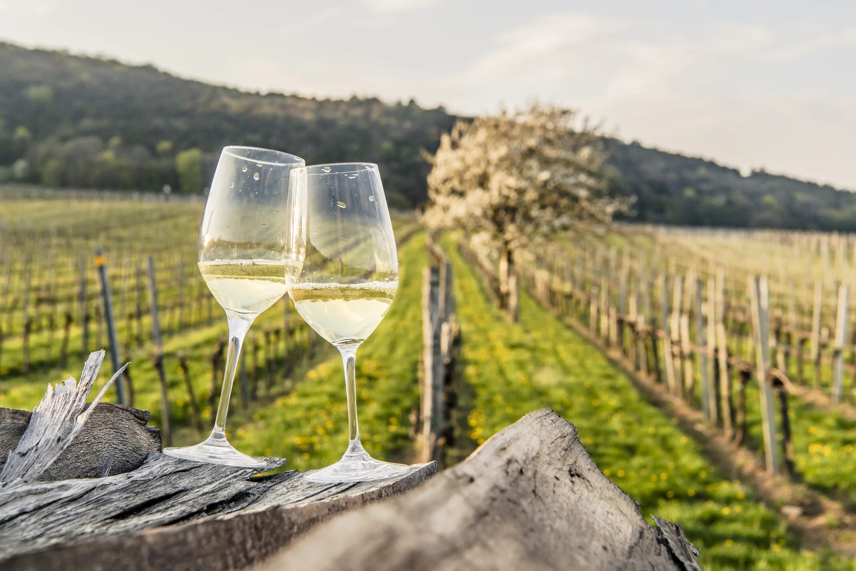 Feeling wine. Винодельня Фишер Австрия. Грюнер Австрия вино. Весеннее вино. Белое вино.