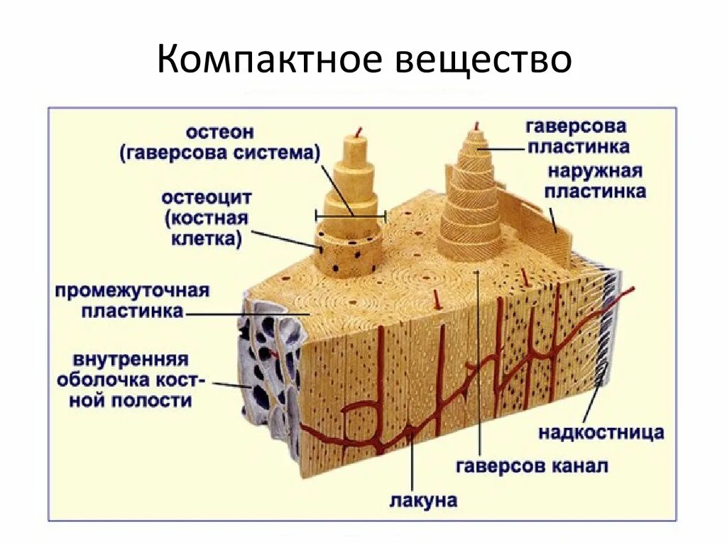 Компактное вещество находится. Компактное вещество остеоны. Костные пластинки пластинчатой костной ткани. Строение остеона костная ткань. Строение компактного вещества трубчатой кости.