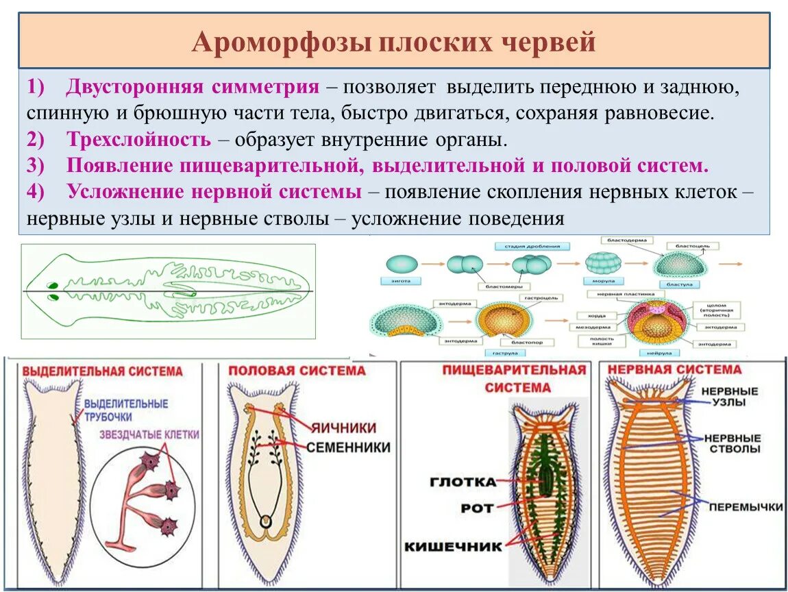 Плоские черви простейшие. Типы выделительных систем у червей. Характеристика типа плоских червей. Строение систем плоских червей. Строение плоских червей 9 класс.