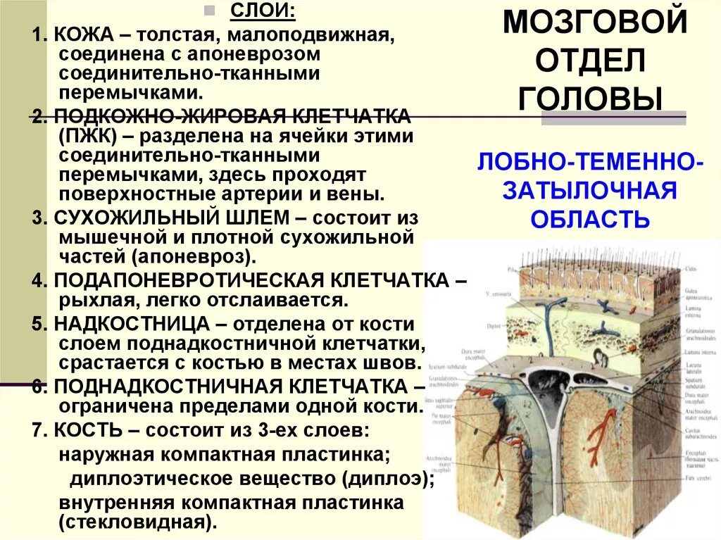 Лобно-теменно-затылочная область топографическая анатомия. Послойное строение мозгового отдела головы. Послойное строение свода черепа. Топография лобно теменно затылочной области. Слои свода