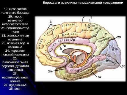 Медиальная борозда