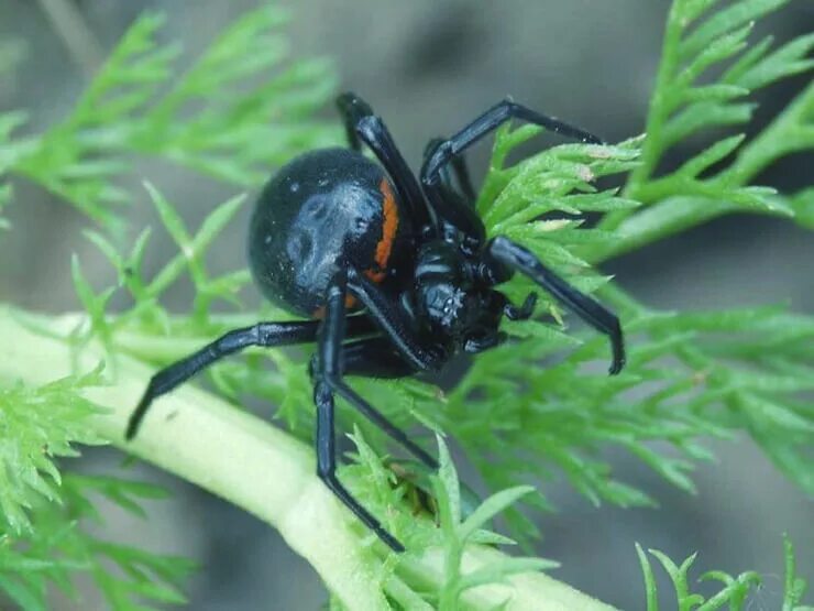 Паук Steatoda paykulliana. Стеатода Пайкулля. Паук ложный Каракурт. Ложный Каракурт стеатода. Ложная вдова