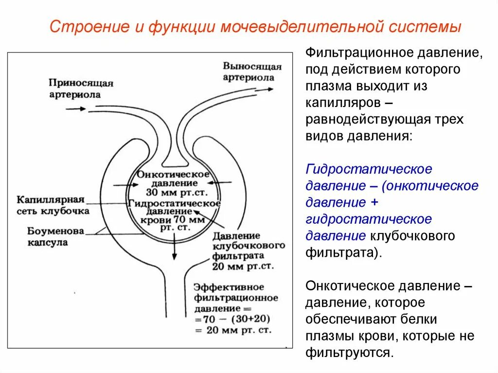 Строение выделительной системы орган, строение, функции. Строение и функции выделительной системы таблица. Органы выделительной системы структура функции строение. Таблица мочевыделительная система строение и функции почек.