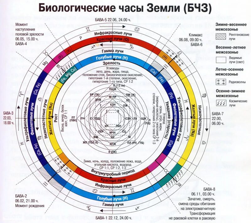 Биологически 5 часы. Биологические часы земли. Биологические часы человека. Биоритмы человека по часам. Биологические часы организма человека по часам.