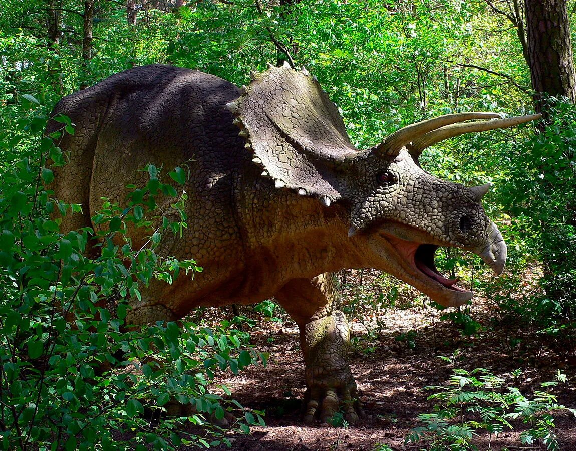 Трицератопс картинки. Динозавр Трицератопс. Трицератопс настоящий. Рогатый динозавр. Зубы Трицератопса.