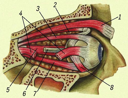 Глазодвигательные мышцы анатомия. Мышцы глазного яблока анатомия. Глазодвигательные мышцы глаза. Мышца поднимающая верхнее веко анатомия. Места крепления глазодвигательных мышц