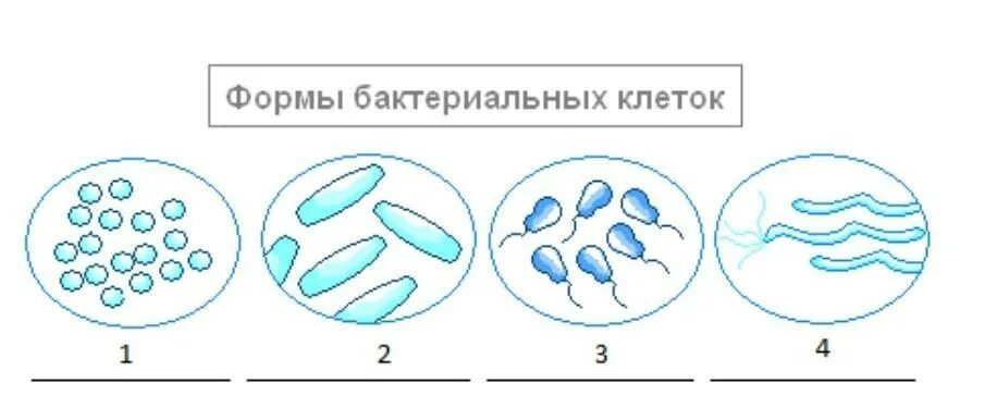 Формы бактерий без подписей. Формы бактериальных клеток 5. 4 Формы бактериальных клеток. Форма бактерии кокки рисунок.