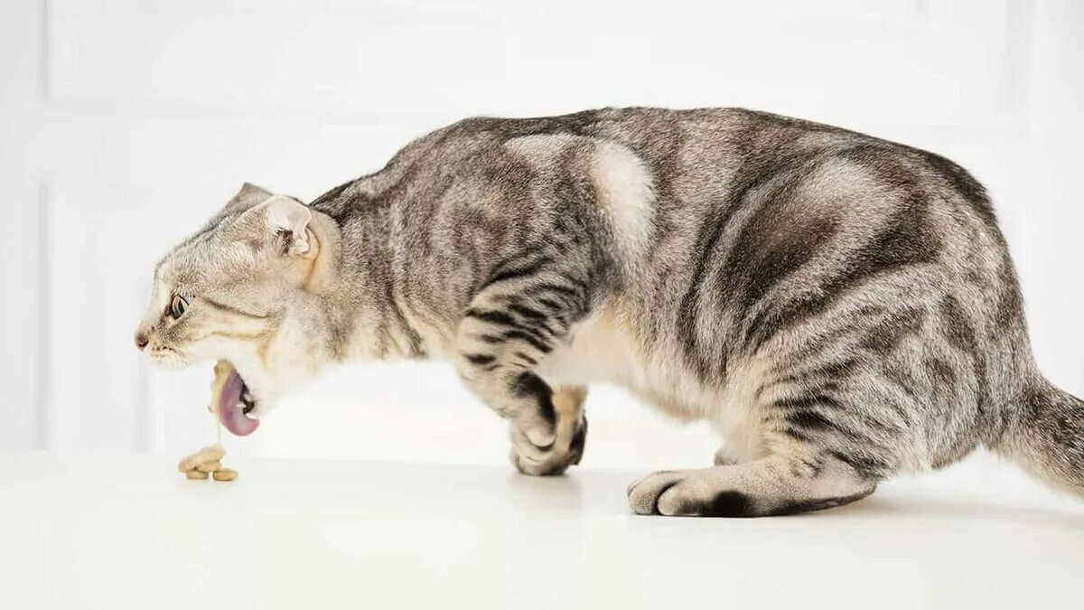 Рыгающий кот. Кошка. рвота у кошки. коты отрыгивают шерсть.