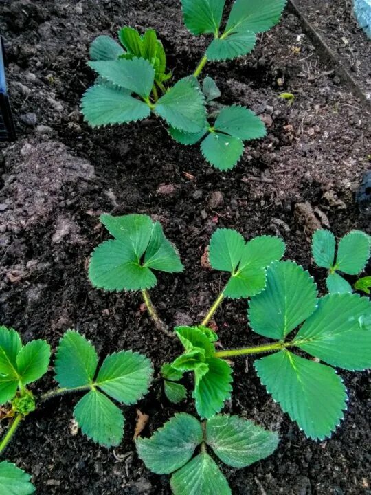 Дачник купил а саженцев клубники. Челночный дачник рассада клубники. рассада клубники шашково. лорчик рассада клубники. саженцы земляники.