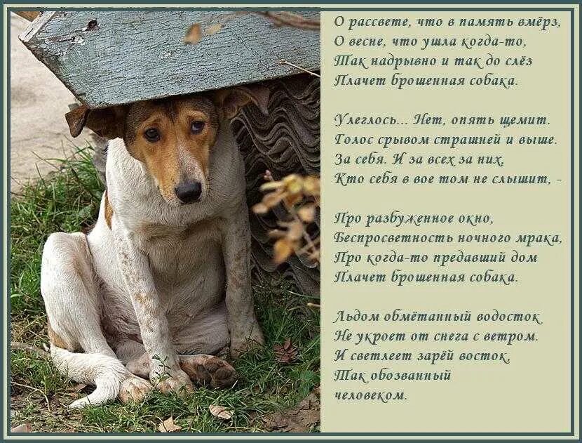 Трогательные стихи про собаку. Стих про собаку. красивые четверостишья про собак. стишки про собак. стих про собаку до слез.