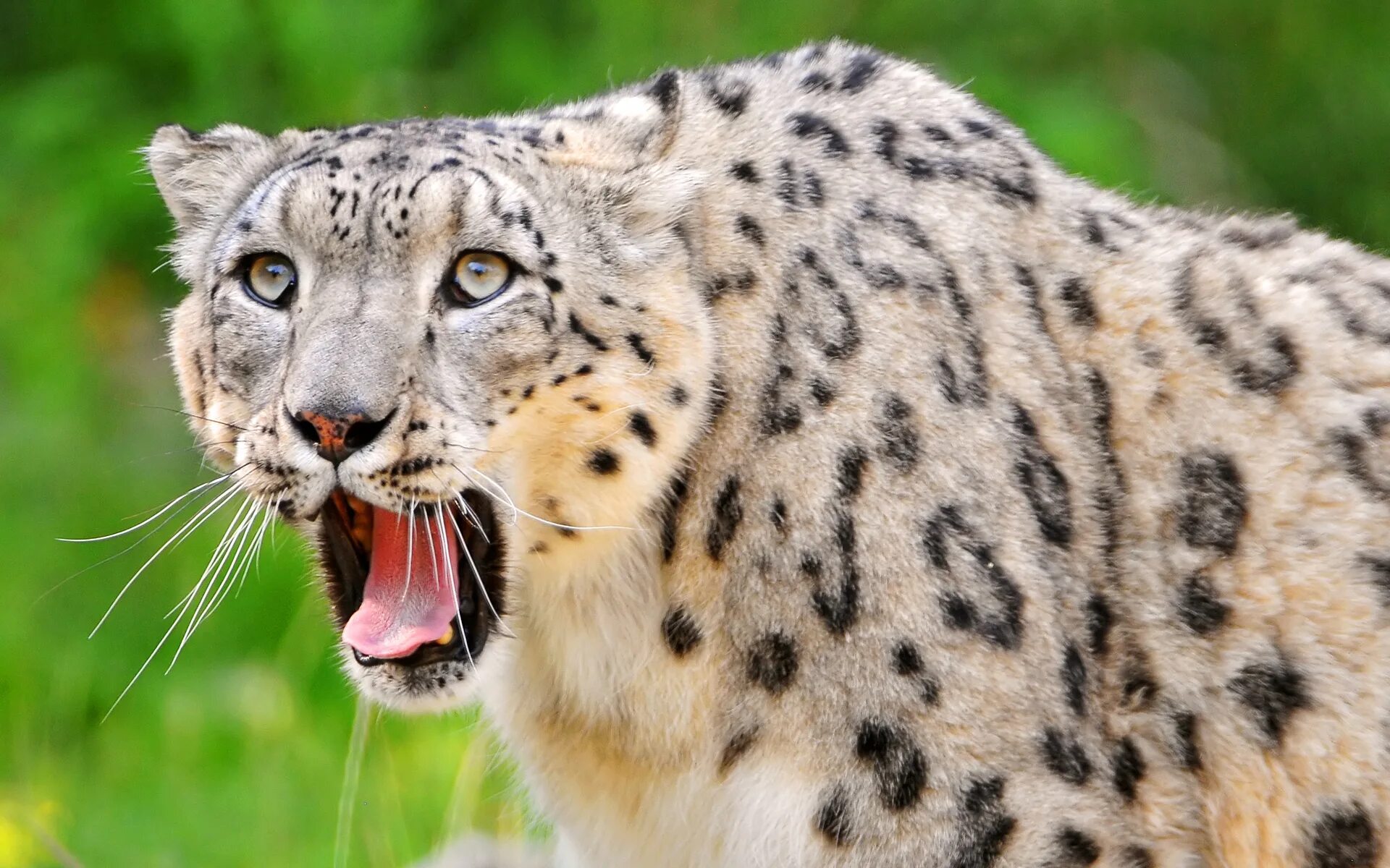 Снежный Барс Ирбис. Леопард снежный Барс Ягуар. Берберийский леопард. Ирбис кошка.
