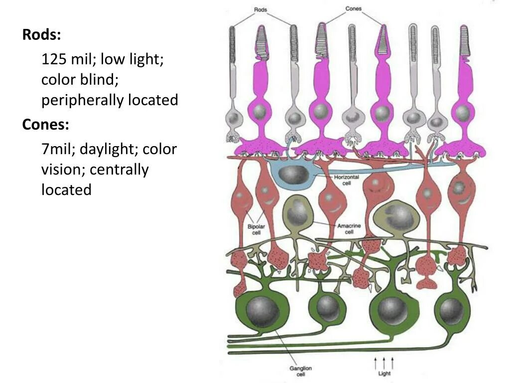 Колбочки и палочки какая оболочка глаза. Амакринные Нейроны сетчатки. Строение колбочки сетчатки. Нервные клетки сетчатки палочки и колбочки. Амакринные клетки сетчатки.