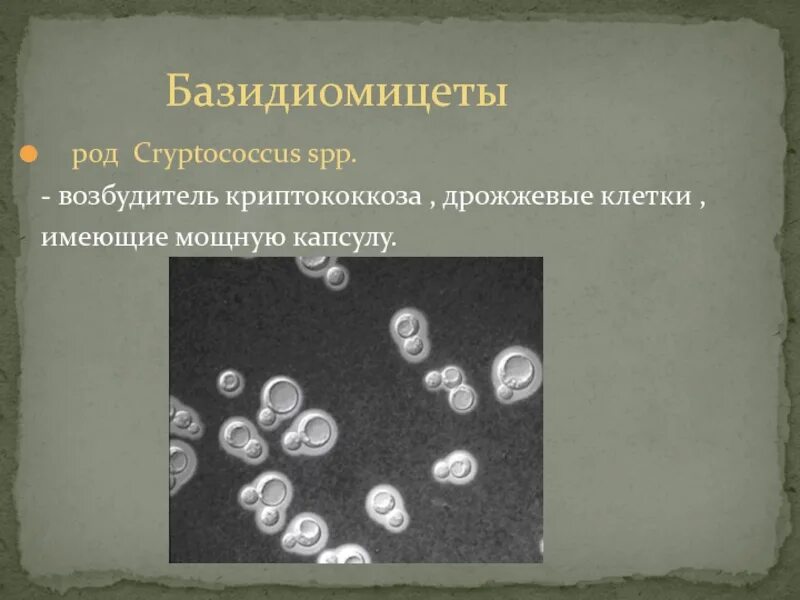 Базидиомицеты микробиология. Возбудители брюшного тифа и паратифов. Бактерия yersinia pestis строение. Рода возбудители. Семейство herpesviridae не включает следующие подсемейства:.