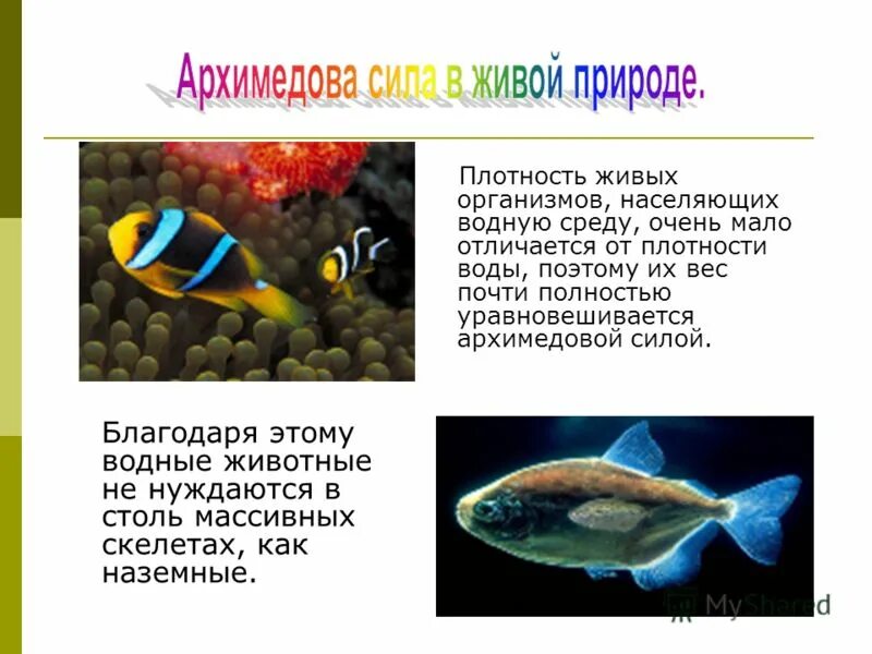 среды жизни живых организмов. основные среды обитания организмов. среды обитания жизни. среда обитания. живые организмы населяющие среду.