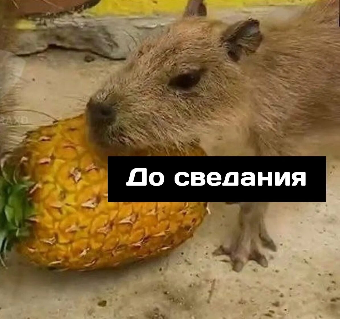 Ананас тоже уходит. Ананас тоже уходит. Мемы с котами про работу. А на нас ананас тоже уходит. Смешные картинки с котэ.
