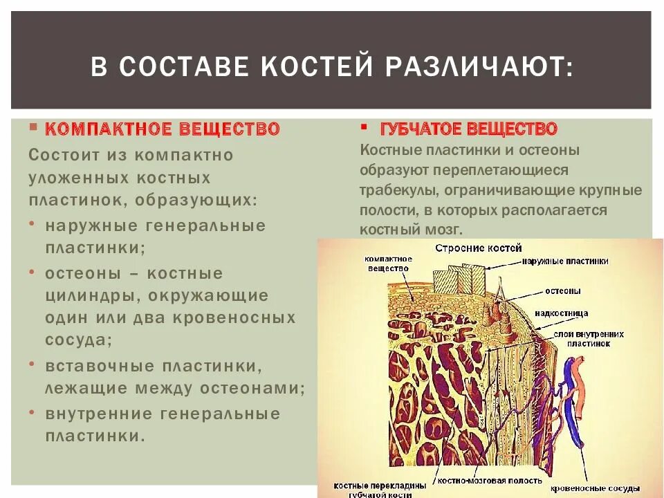 Высшие состоят из тканей органов