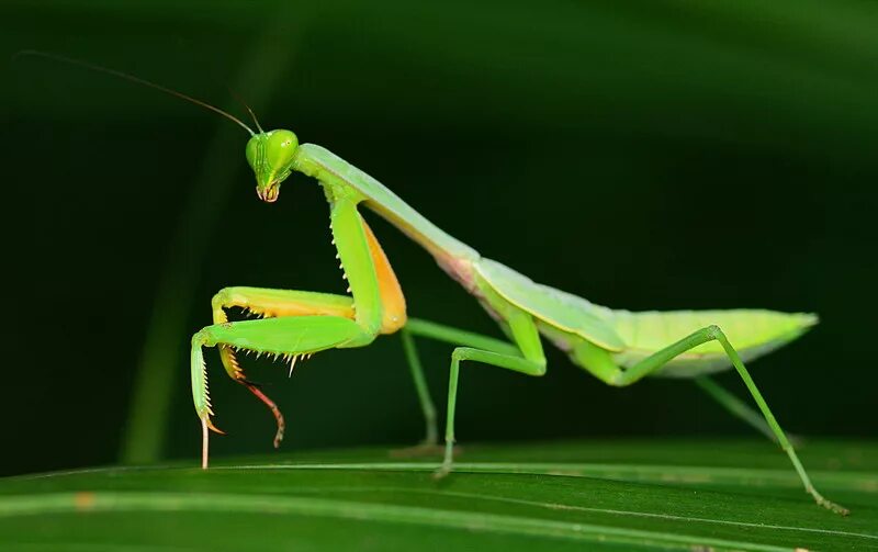 Три богомола. Ischnomantis Gigas богомол. Богомол Phyllocrania paradoxa. Богомол обыкновенный самка. Императорский богомол.