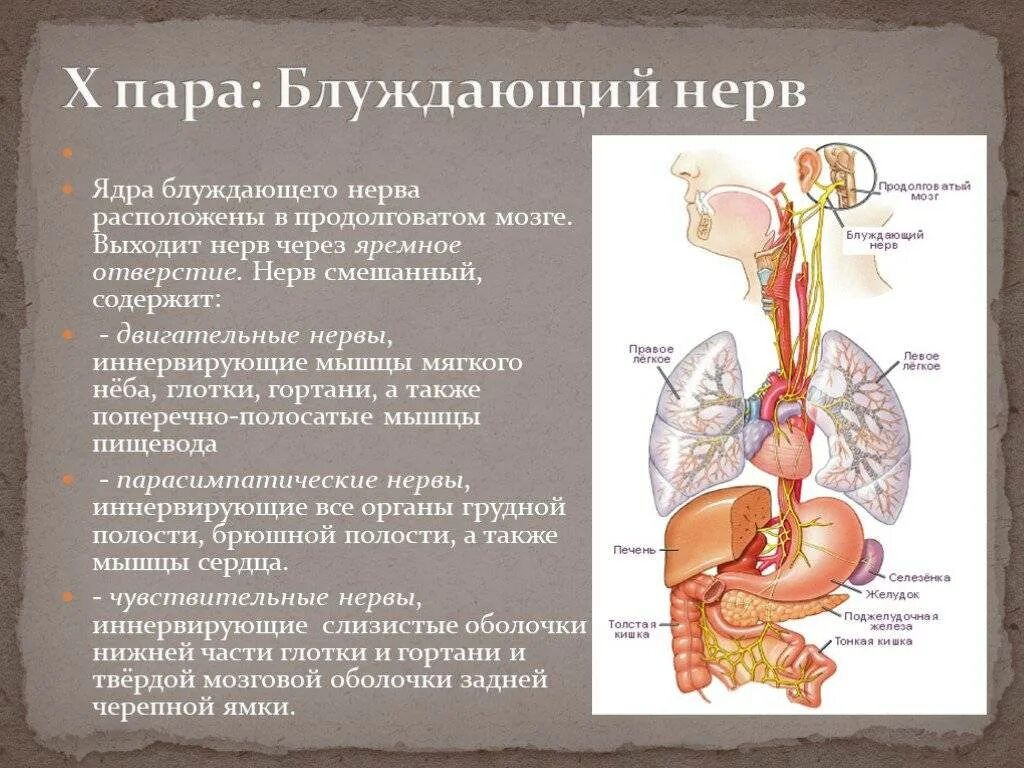 Ядро 10 пары черепно мозговых нервов. Блуждающий нерв двигательное ядро. Где находятся ядра блуждающего нерва. Блуждающий нерв иннервирует диафрагму.