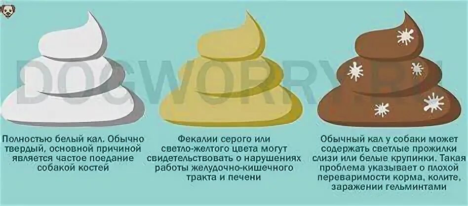 У собаки кал желтого цвета