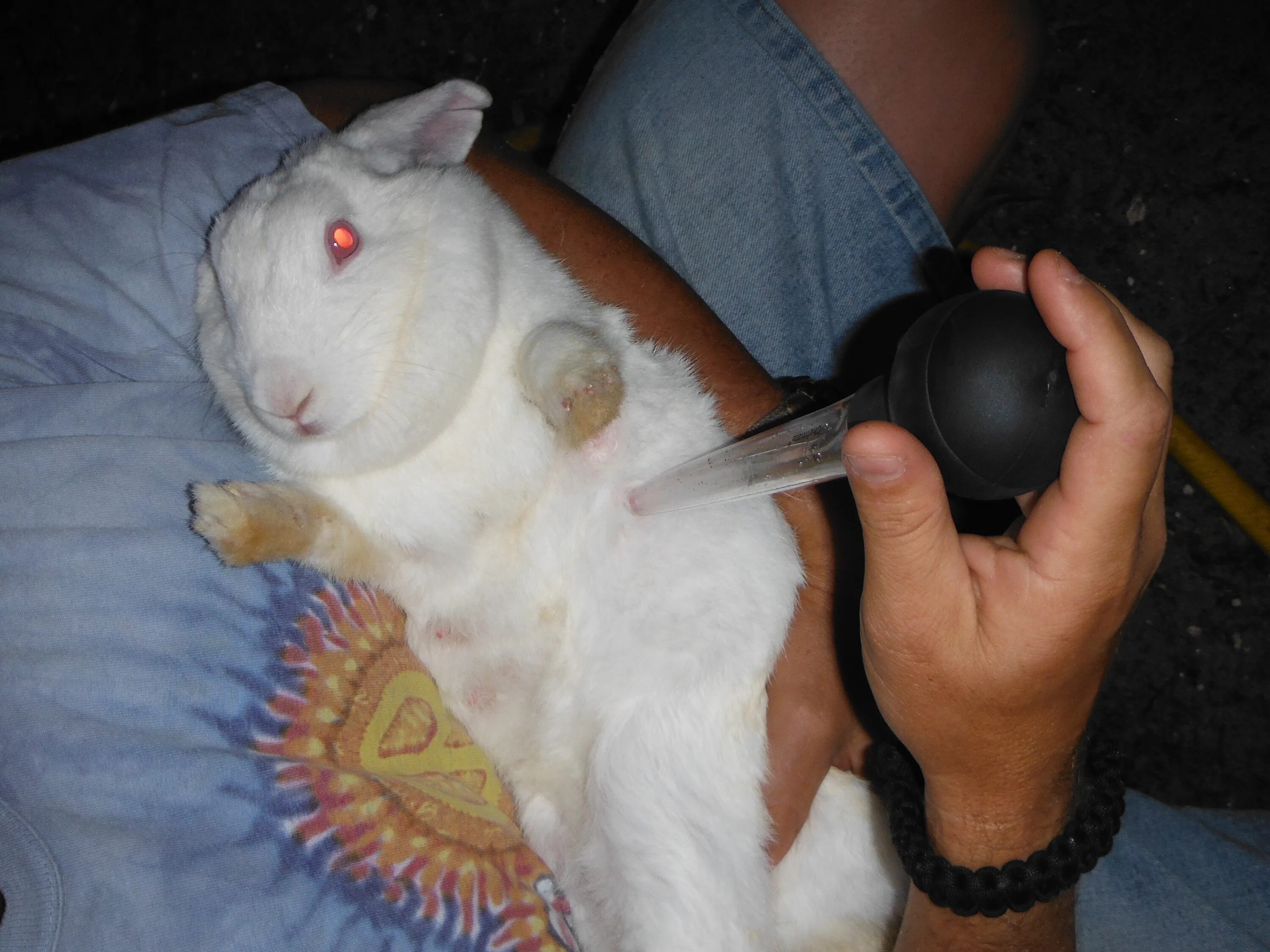 искусственное вскармливание кроликов. молоко кролика. кролики дают молоко. маленькие кролики. молочный кролик.