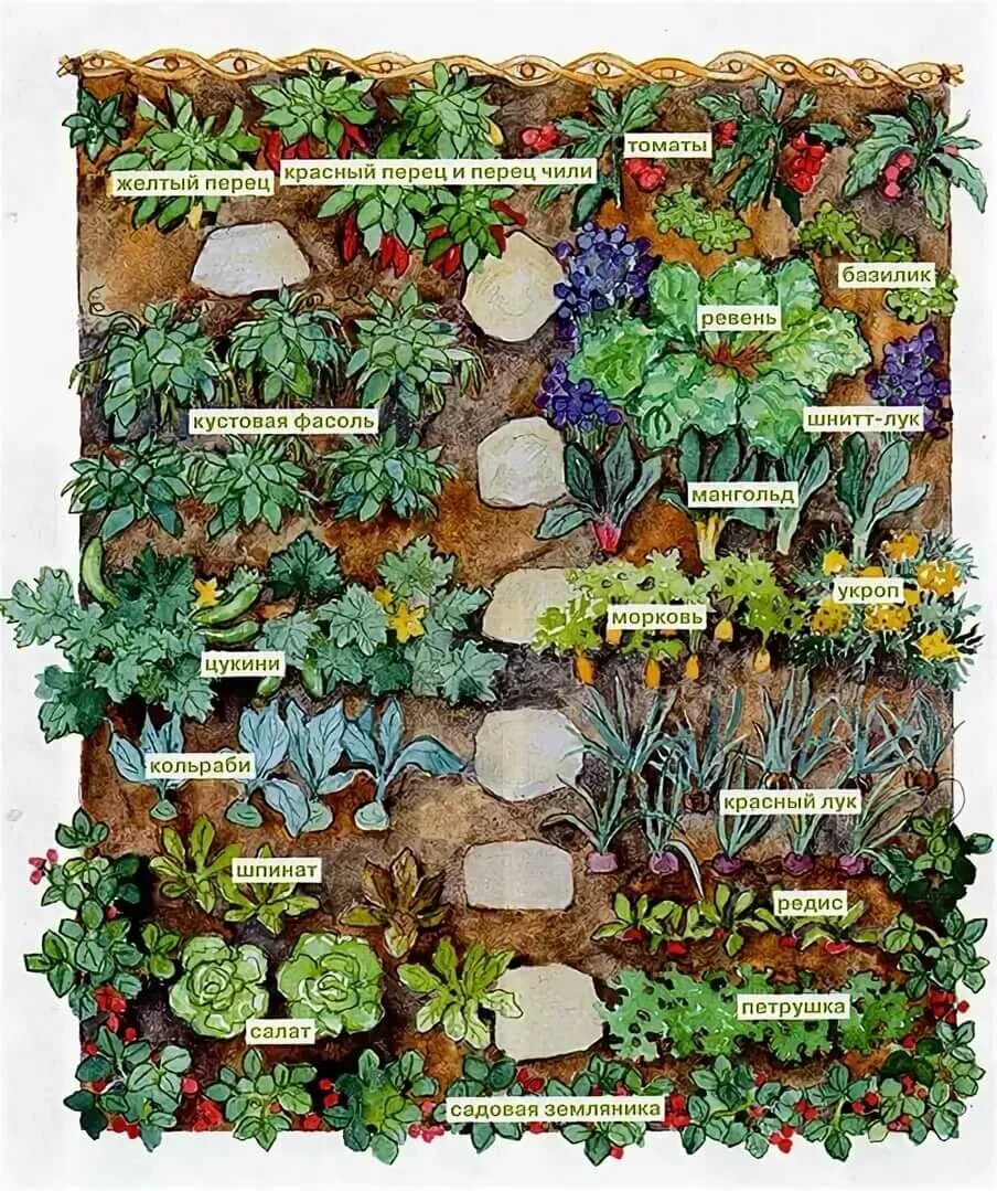 Примеры посадки овощей. Пермакультура соседство овощей. Смешанные посадки в огороде. Смешанные посадки овощей на грядке. Планирование посадок на огороде.