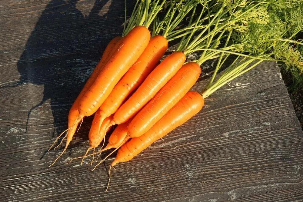 Морковь для средней полосы россии сорта