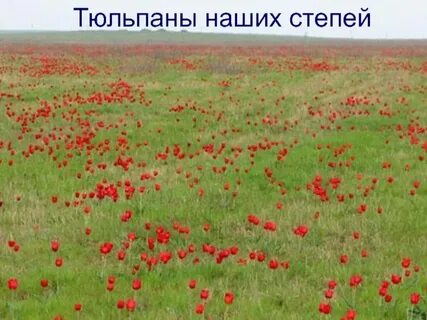 Как я представляю себе степь 4 класс