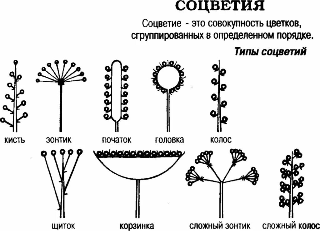 Какой тип соцветия. Таблица соцветия биология 6. Таблица соцветия биология 6 класс. Простые соцветия 6 класс биология таблица. АИР схема соцветия.