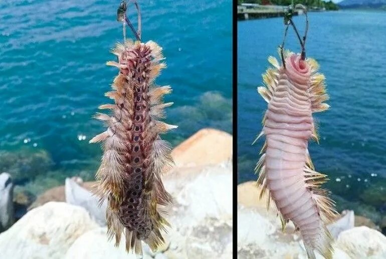 Золотой червяк. Золотой червь антарктида. Многощетинковый червь eulagisca gigantea. Антарктический червь полихета. Морские многощетинковые черви.