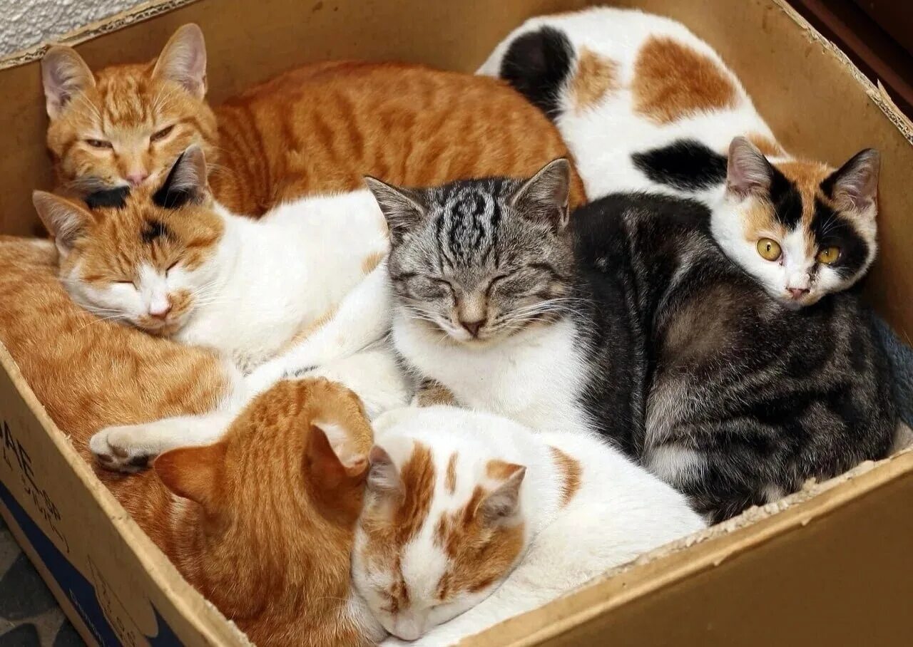 Абиссинская кошка фото. Кошка в библиотеке. Тасиро остров кошек в японии. Много котов. Котик с едой.