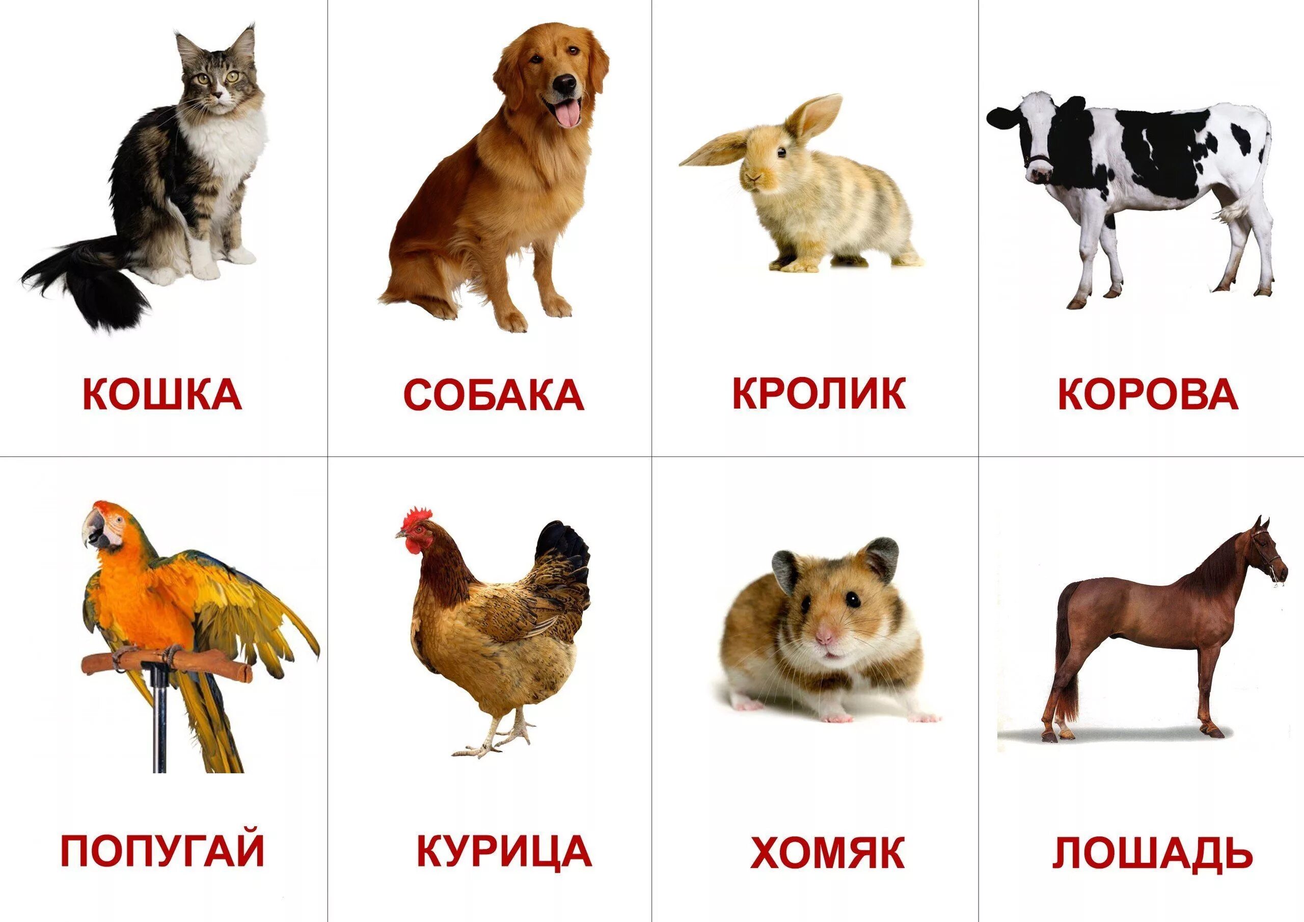 Pin en Cherche et trouve Animales para imprimir, Juego didactico para niños, Las