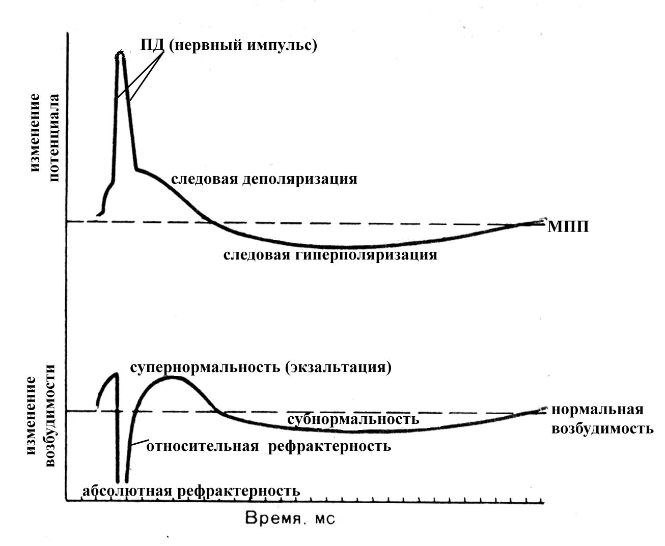 Фазы рефрактерности физиология. Рефрактерный период. Изменение возбудимости в нервном волокне.. Изменение мембранного потенциала порогового раздражителя.