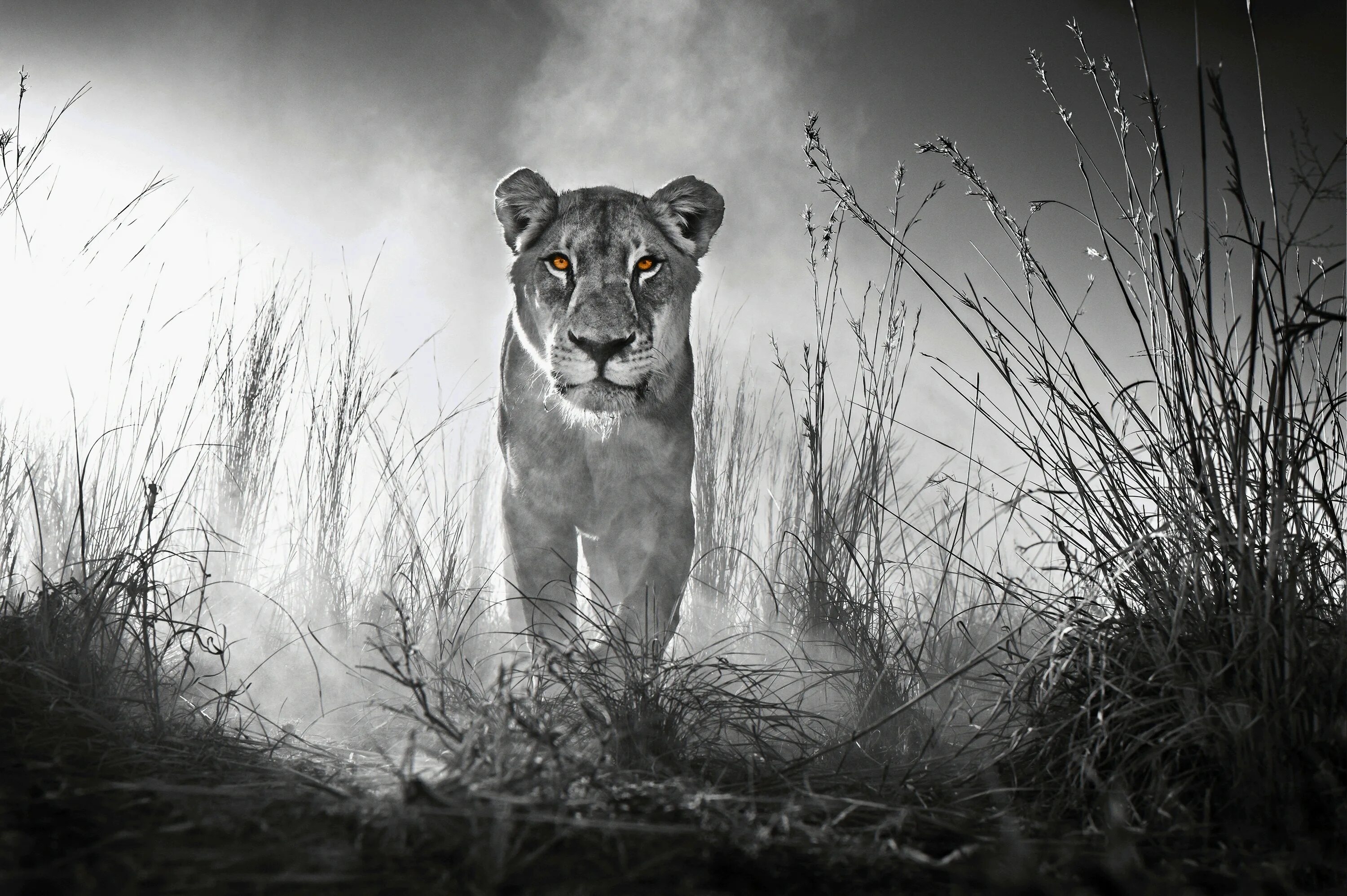 Чб картинки. David Yarrow. David Yarrow фотограф. Шеннон Ярроу. Пол Ярроу.