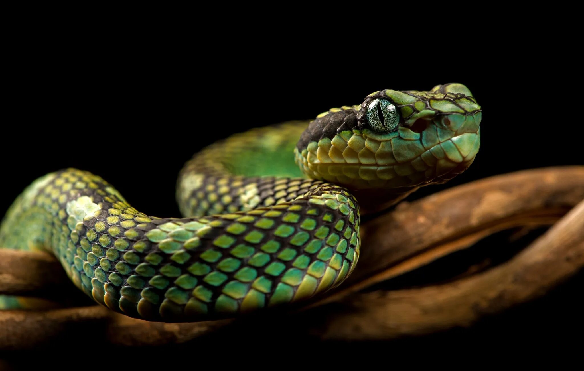 Картинка змея. Пайтон змея. Питон пресмыкающееся. Пайтон змея рабочий стол. Черно зеленая змея.